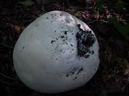 Attēlu rezultāti vaicājumam “Langermania gigantea”