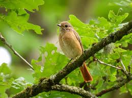 Attēlu rezultāti vaicājumam “Phoenicurus phoenicurus female”
