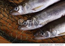 Image result for Osmerus mordax