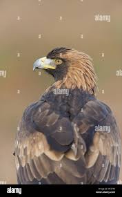 Attēlu rezultāti vaicājumam “Aquila chrysaetos adult”