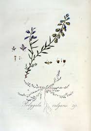 Attēlu rezultāti vaicājumam “Polygala vulgaris leaf”