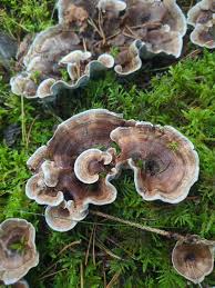 Attēlu rezultāti vaicājumam “Phellodon tomentosus”