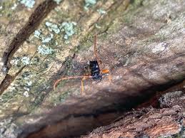 Attēlu rezultāti vaicājumam “Necydalis major”