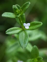 Attēlu rezultāti vaicājumam “Galium trifidum”