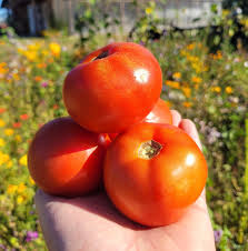 Afbeeldingsresultaat voor earliana tomato