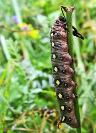 Attēlu rezultāti vaicājumam “Thecabius affinis imago”
