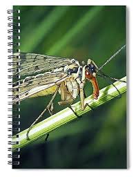 Attēlu rezultāti vaicājumam “Panorpa communis”