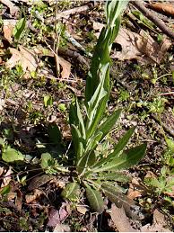Attēlu rezultāti vaicājumam “Arabis glabra”
