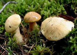 Attēlu rezultāti vaicājumam “Gyroporus cyanescens”