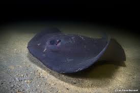 Image result for Pteroplatytrygon violacea