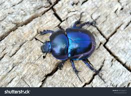 Attēlu rezultāti vaicājumam “Trypocopris vernalis”