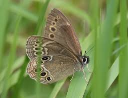 Attēlu rezultāti vaicājumam “Lopinga achine”