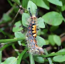 Attēlu rezultāti vaicājumam “Orgyia antiqua imago”