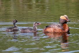 Image result for Podiceps auritus