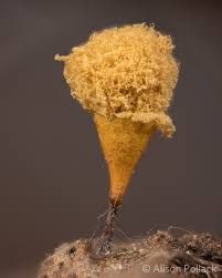 Attēlu rezultāti vaicājumam “Hemitrichia calyculata young”