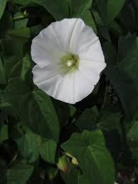 Attēlu rezultāti vaicājumam “Convolvulaceae”