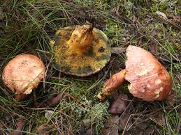 Attēlu rezultāti vaicājumam “Xerocomus rubellus”