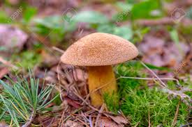 Attēlu rezultāti vaicājumam “Xerocomus subtomentosus”