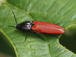 Attēlu rezultāti vaicājumam “Ampedus sanguineus”