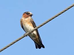 Image result for Petrochelidon pyrrhonota