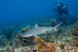 Image result for Carcharhinus acronotus