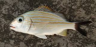 Image result for Haemulon carbonarium