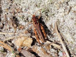 Attēlu rezultāti vaicājumam “Myrmeleotettix maculatus”