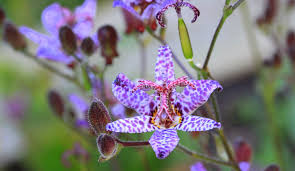 Image result for Tricyrtis `Black Beauty`