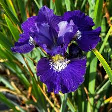 Attēlu rezultāti vaicājumam “Iris sibirica flower”