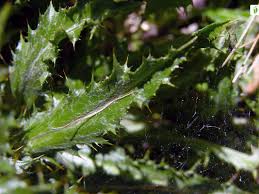 Attēlu rezultāti vaicājumam “Carlina biebersteinii leaf”