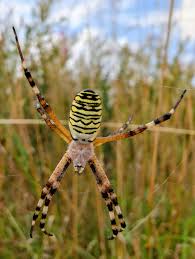Attēlu rezultāti vaicājumam “Argiope bruennichi”