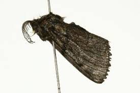 Attēlu rezultāti vaicājumam “Gynaephora selenitica”