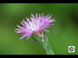 Attēlu rezultāti vaicājumam “Centaurea jacea fruit”
