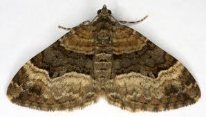 Attēlu rezultāti vaicājumam “Xanthorhoe biriviata”