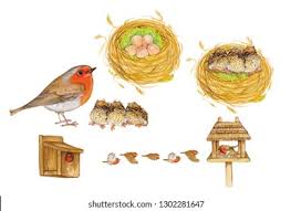 Attēlu rezultāti vaicājumam “Erithacus rubecula eggs”