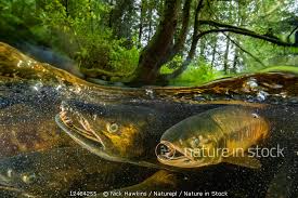 Image result for Oncorhynchus keta