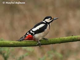 Attēlu rezultāti vaicājumam “Dendrocopos major”