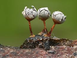 Attēlu rezultāti vaicājumam “Physarum leucopus spores”