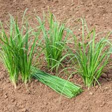 Image result for Schnittknoblauch