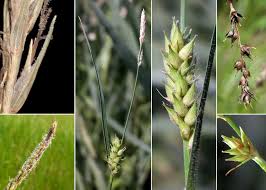 Attēlu rezultāti vaicājumam “Carex hirta fruit”