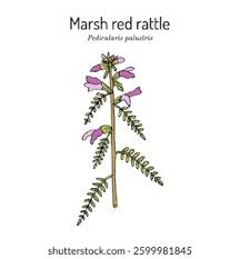 Attēlu rezultāti vaicājumam “Pedicularis palustris fruit”