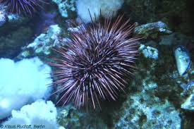 Image result for Mesocentrotus franciscanus