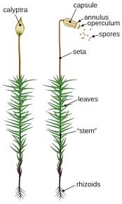 Attēlu rezultāti vaicājumam “Polytrichum strictum”