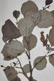 Attēlu rezultāti vaicājumam “Alnus glutinosa leaf”