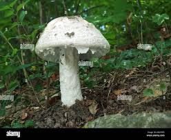 Attēlu rezultāti vaicājumam “Amanita strobiliformis”