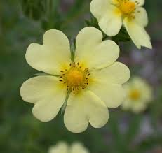 Image result for Potentilla recta