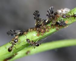 Attēlu rezultāti vaicājumam “Chaitophorus populeti”