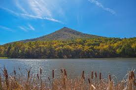 Image result for mountain top seashell