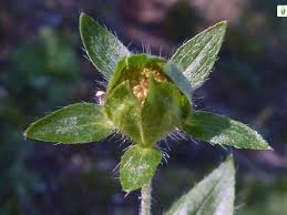 Attēlu rezultāti vaicājumam “Potentilla arenaria bud”