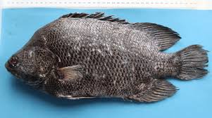 Image result for Lobotes surinamensis